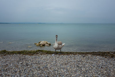 Swan at lakeshore against sky