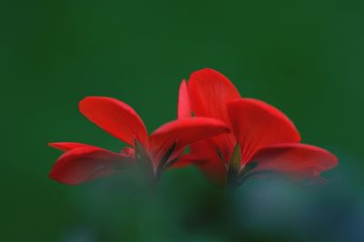 Close-up of red flower