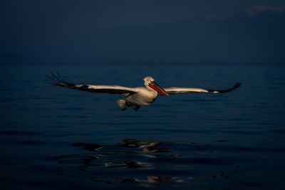 Close-up of bird in lake