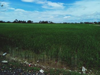 Scenic view of agricultural field against sky