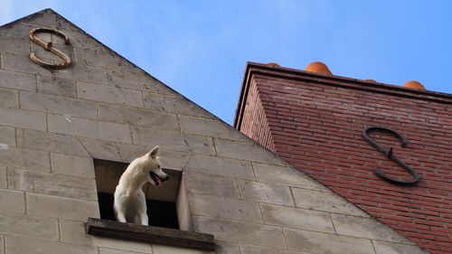 Low angle view of dog on building against sky