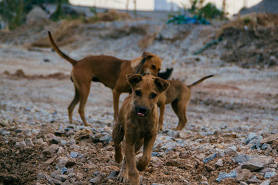 Two dogs standing on land