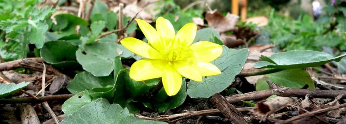 Close-up of yellow flower