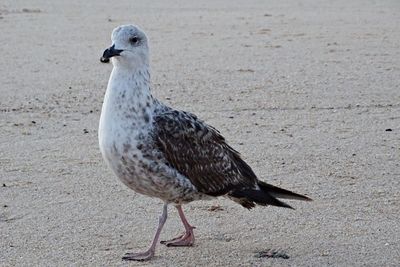 Close-up of bird perching on sand