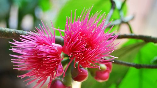Close-up of pink flowers