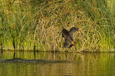 Duck drinking water in a lake