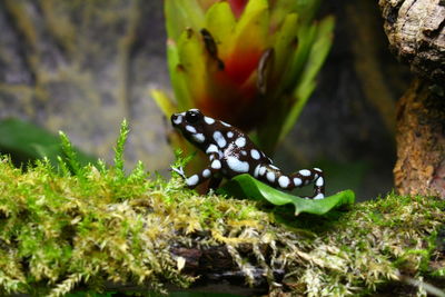 Close-up of butterfly on flower