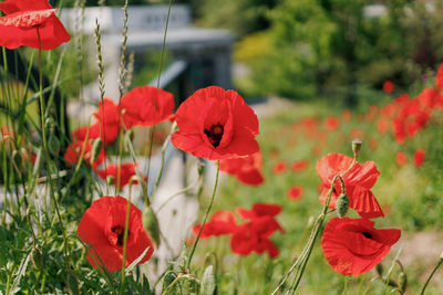 Close-up of red poppy flowers