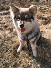 Portrait of a young puppy finnish lapphund dog sitting outdoors 