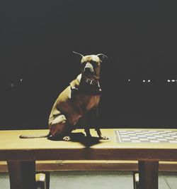 Close-up of dog at night