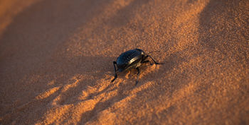 High angle view of insect on sand