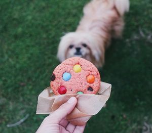 Cropped image of person holding cookie against shih tzu puppy