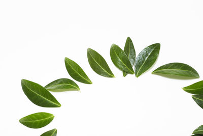 Close-up of plant against white background