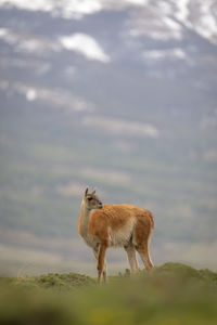 Donkey standing on field against sky