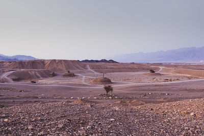 Dry trees on the desert