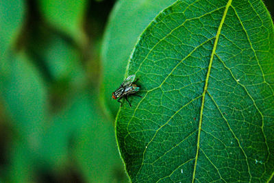 Close-up of fly on leaf