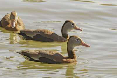 Duck swimming in lake