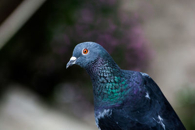 Close-up of bird perching outdoors