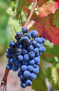 Close-up of grapes growing in vineyard