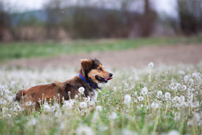 Dog on a field