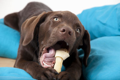 Close-up of dog carrying bone in mouth on bed