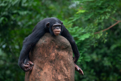 Chimpanzee sitting on rock against tree