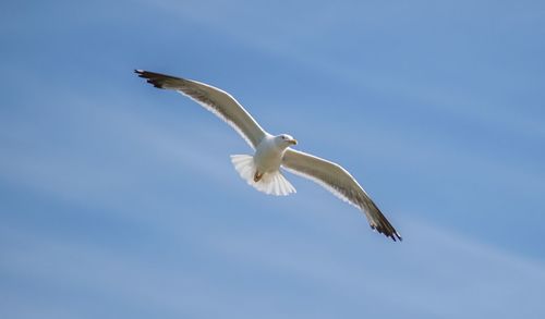 Low angle view of seagull flying