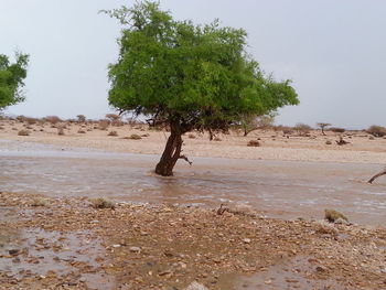 Tree on shore against clear sky