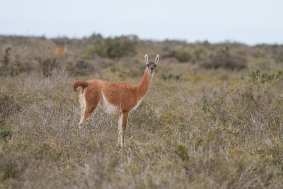 Side view of an animal on field