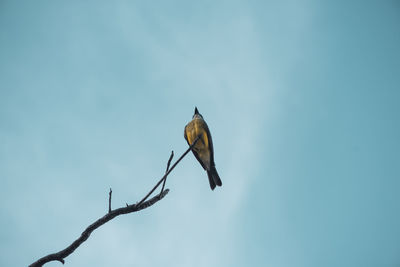 Low angle view of bird perching on branch against sky