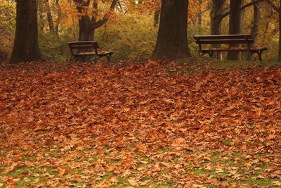 Bench in park during autumn