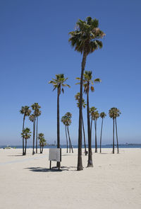Palm trees at long beach, california