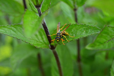 Close-up of insect on leaf