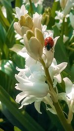 Close-up of white flowers