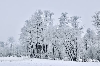 Bare trees on snow covered field