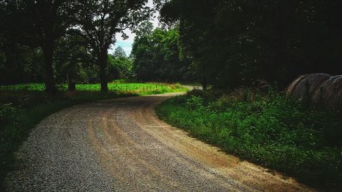 Road amidst trees