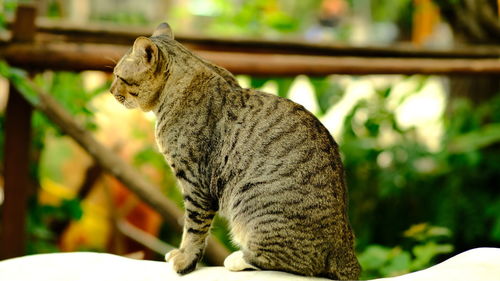 Side view of a cat