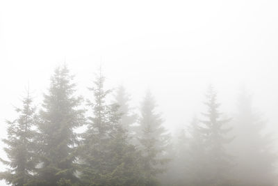 Pine trees in forest against sky during winter