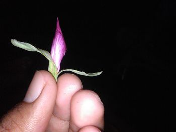 Close-up of hand holding pink flowers against black background