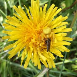 Close-up of bee on yellow flower