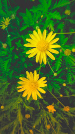 Close-up of yellow flowering plant on field