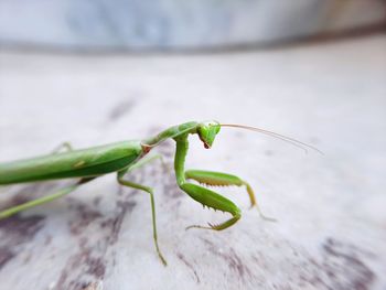 Close-up of insect on leaf