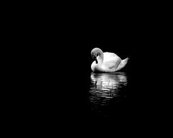 Swan swimming in a lake