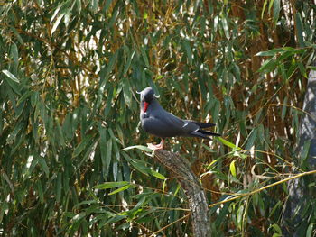 Bird perching on a tree