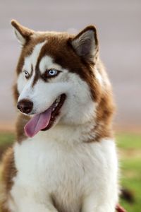 Close-up of a dog looking away