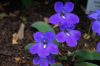 Close-up of purple flowers blooming on field