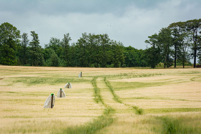 A wheat field with green trees in the background. dark clouds. 