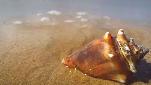 Close-up of shell on beach