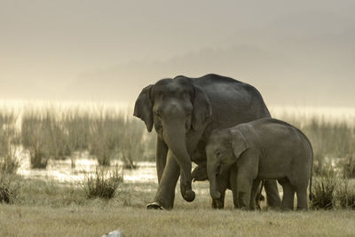 View of elephant in the field