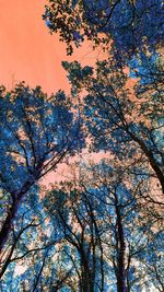 Low angle view of tree against sky